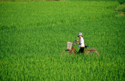 4 - Jeune fille à vélo dans une rizière